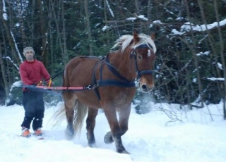 Balade ski joering en foret au pas